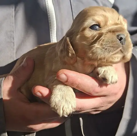 American Cocker Spaniel  Arcane Du Trio Des Malous photo 3