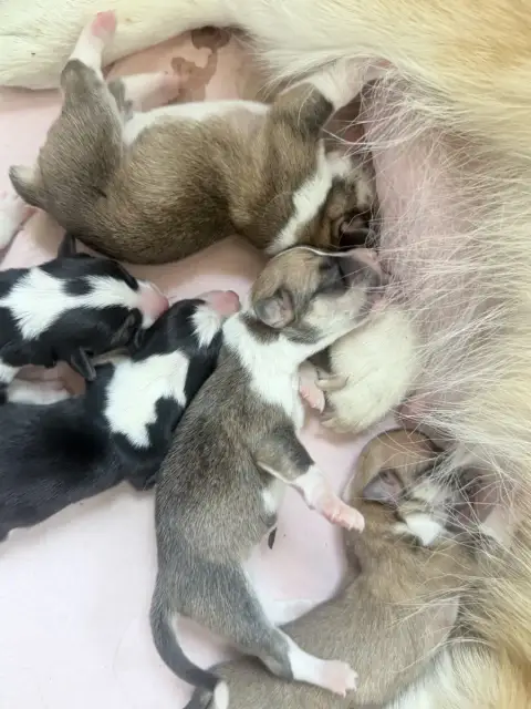 Welsh Corgi Pembroke 
                        B