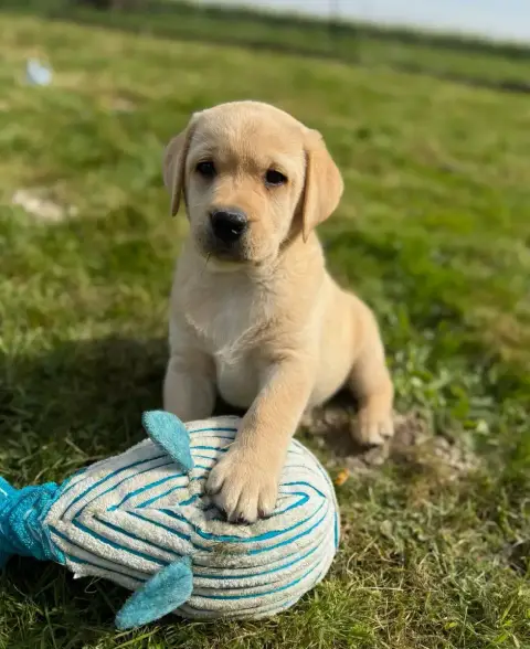 Labrador Retriever  Chiot N°1 Du Moulin De Madjurie 242c7