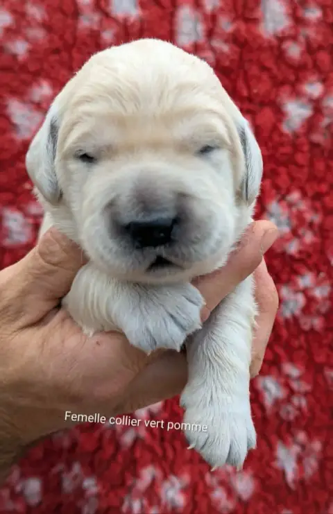 Golden Retriever photo 2