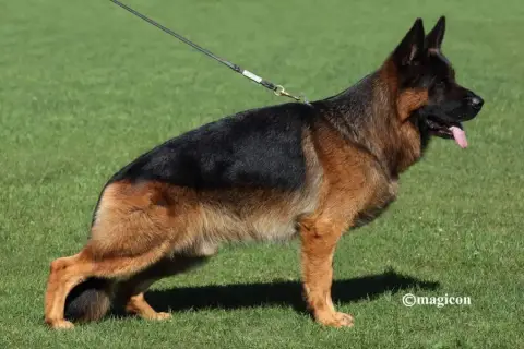 Berger Allemand Poil Long  B...... Du Chalet Des Croc f4493 photo 3