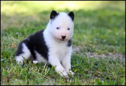 Laika De Iakoutie  Chiot N°5 L'Eden Des Shokou