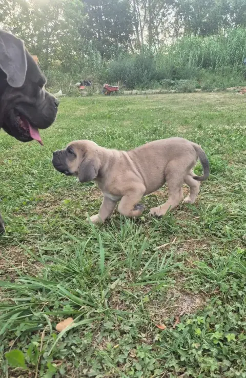 Cane Corso  Froment Collier Jaune Des Diamants Du Col 87da6 photo 3