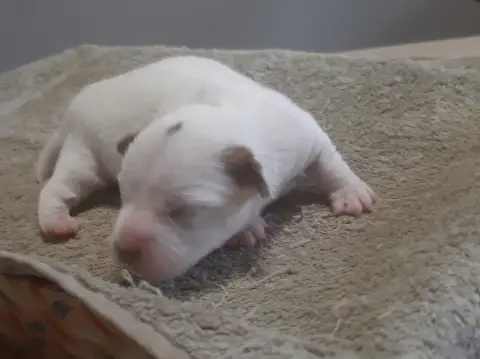 Jack Russell Terrier  Chiot 2 Du Clos D'Allinge