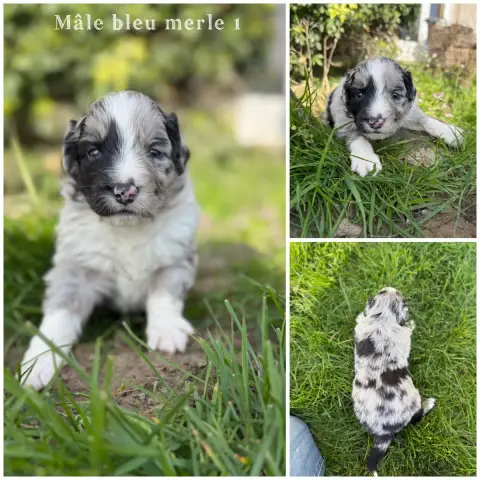 Berger Américain Miniature  Mâle Bleu Merle 1 Des Ter 4da82