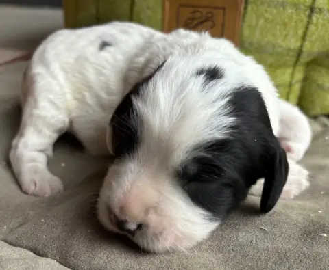 English Springer Spaniel  B.................... Des E 51aa8 photo 2