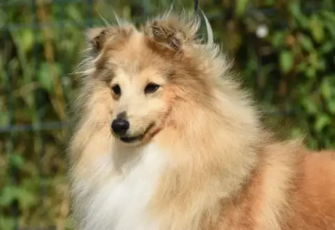 Shetland Sheepdog  B..... De La Colline D Ans De La C f0537 photo 3