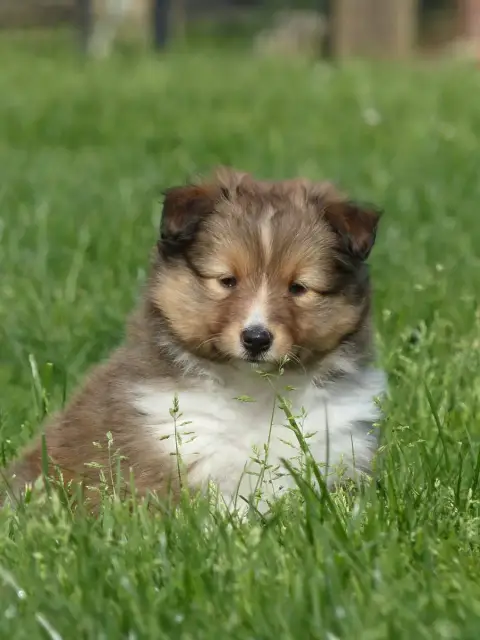 Shetland Sheepdog  Chiot 2 Du Banc Des Hermelles