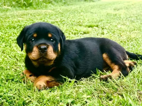 Rottweiler  Bora Imperial Warrior