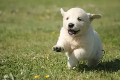 Golden Retriever  Chiot N°2 Des Joyaux Des Ki Millacs d53ef