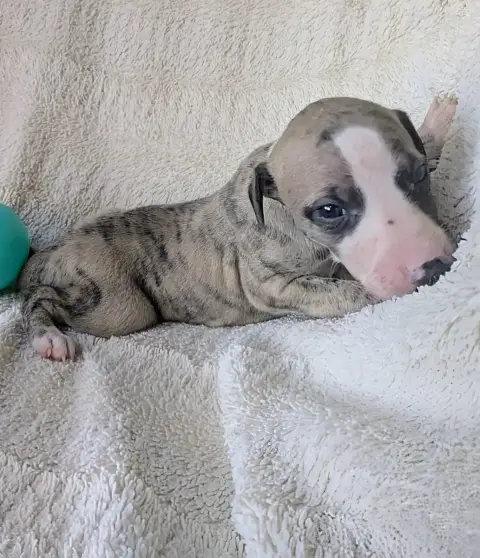 Whippet  Bolero De Rockalma