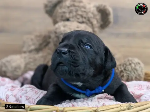 Cane Corso  Collier Bleu De La Treizieme Legion photo 3