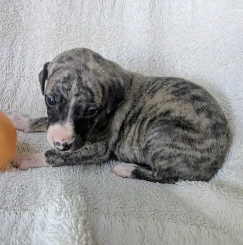 Whippet  Baghira De Rockalma photo 3