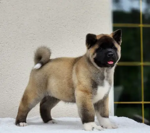 Akita Americain  Bara Of Bear'S Park