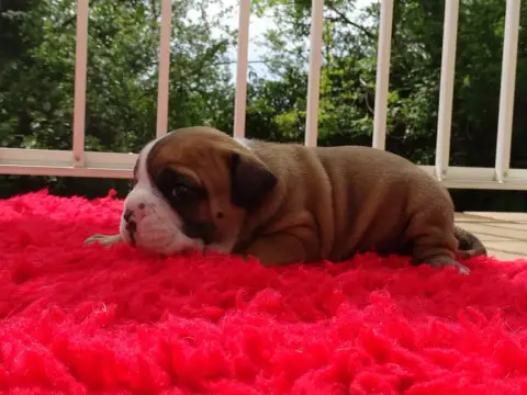Bulldog Continental  Barathéon Du Mont De L'Aigle photo 3