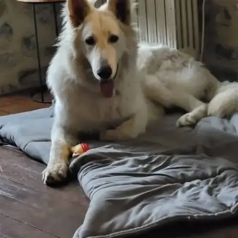 Chien Win À L Adoption
