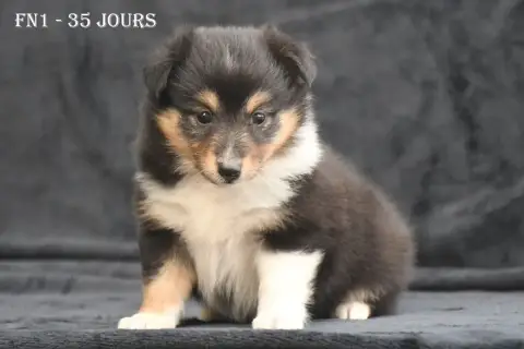 Shetland Sheepdog  Fn1 - photo 2