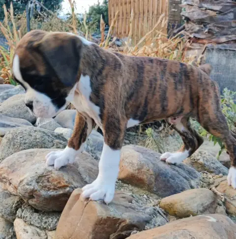 Boxer 
                        Bombo Des Felicuncan fece8 photo 2
