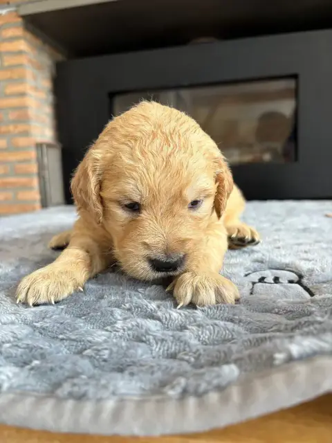 Golden Retriever  Chiot N°4