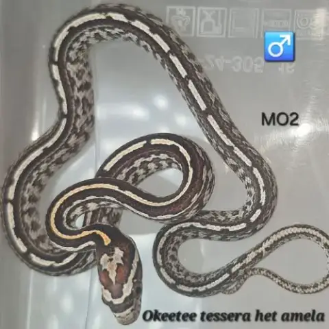 Pantherophis Guttatus Okeetee/Reverse