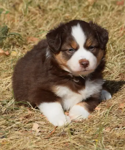 Berger Américain Miniature  Chiot N°4