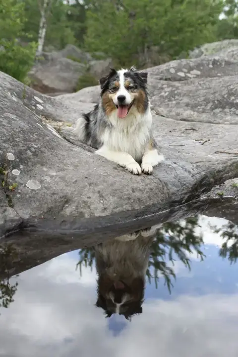 Berger Australien  Baloo Des Montagnes Vosgiennes photo 3