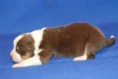 Berger Australien  Chiot N°6 Du Domaine De La Canurie 158e3 photo 2