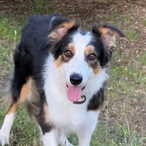 Border Collie