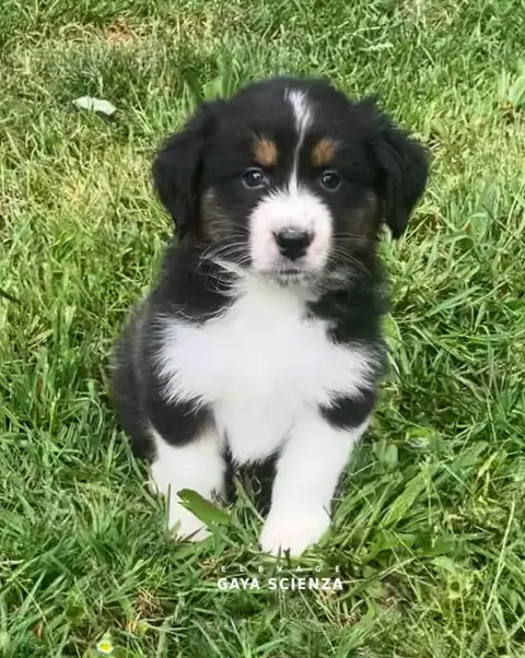 Berger Australien  Chiot N°9 Des Monts De La Gaya Sci b37dd