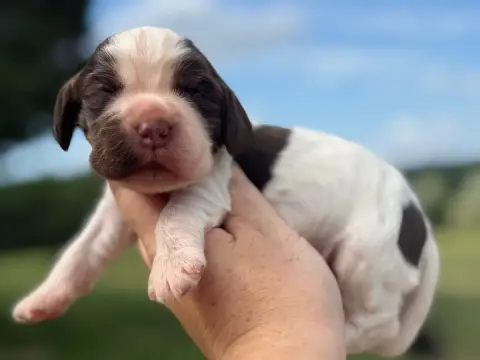 Cocker Spaniel Anglais  Chiot N°2 Du Clos De La Majes 85917