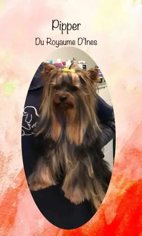 Yorkshire Terrier  Bernabé Du Clos Des Petites Etoile 64cc9 photo 2
