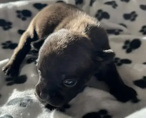 Staffordshire Bull Terrier  Bringée De L'Aube Lyonnai c1e23