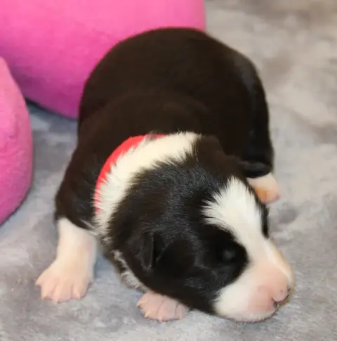 Border Collie 
                        Collier Rouge  4b0ff