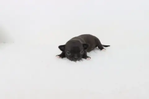 Chihuahua photo 2