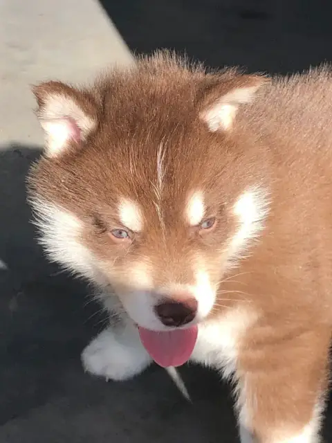 Siberian Husky  Collier Violet Of The Southern Mounta 40b5c photo 3