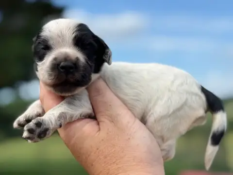 Cocker Spaniel Anglais  Chiot N°7 Du Clos De La Majes 383ec