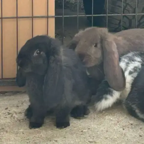 Lapin Bélier Géant Français