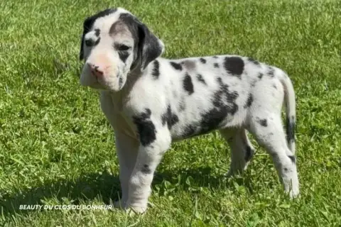 Dogue Allemand  Beauty Du Clos Du Bonheur