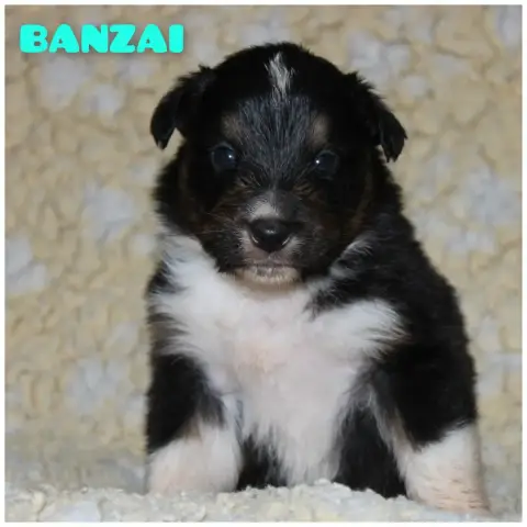 Berger Australien  Banzai White Snow Sheperds