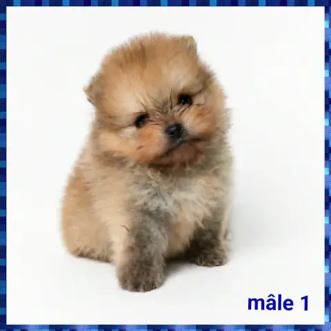 Spitz Allemand  Chiot N°1