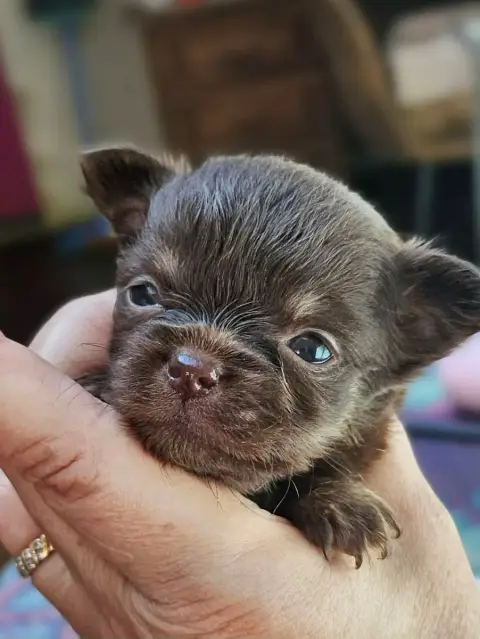 Chihuahua  Bounty Of Little By Little