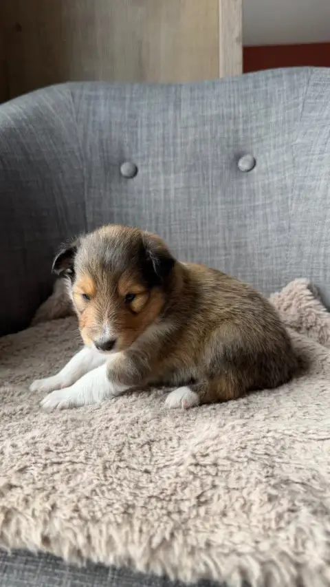 Shetland Sheepdog  Chiot N°3 Du Banc Des Hermelles