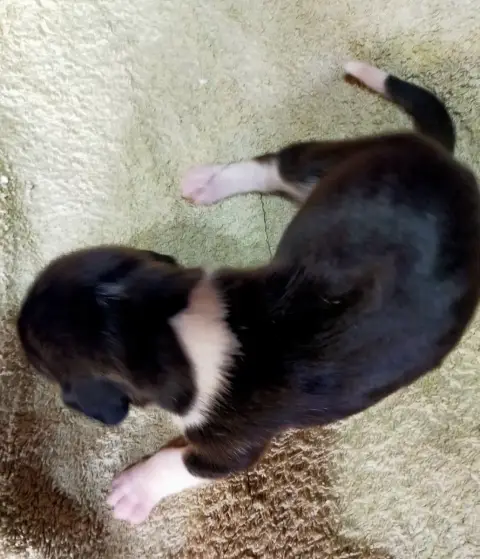 Basset Artesien Normand  Chiot N°4 Des Terres Du Doux bdf6f photo 3