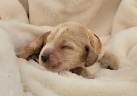 Cocker Spaniel Anglais  Baguette photo 2