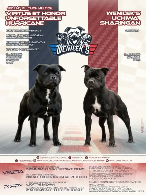 Staffordshire Bull Terrier  Boston Wenilek'S