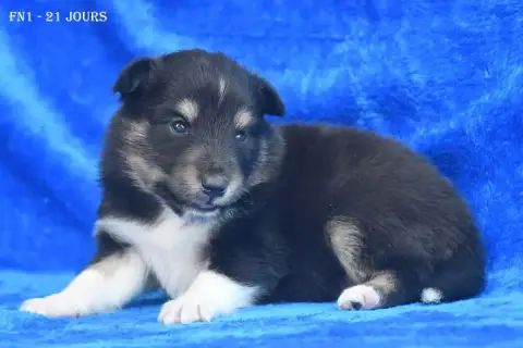 Adopter Shetland Sheepdog 
                        Femelle Tr 89428