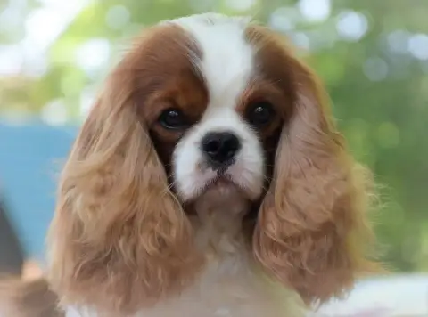 Cavalier King Charles Spaniel  Chiot N°1 photo 2