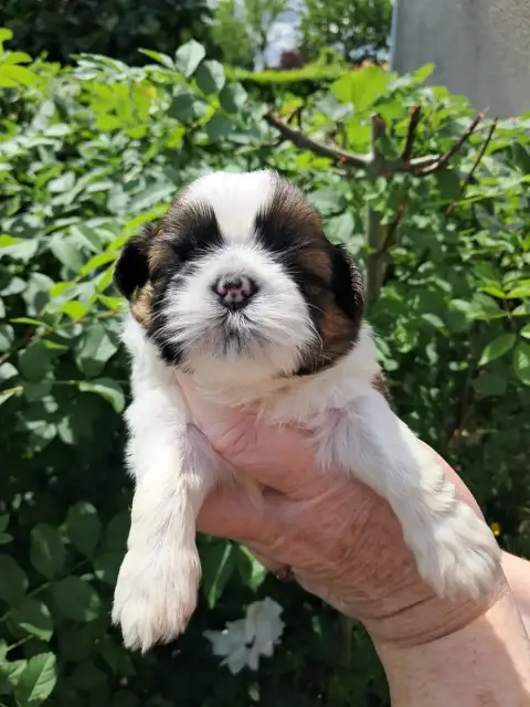 Shih Tzu  Baiko Soclemax photo 2