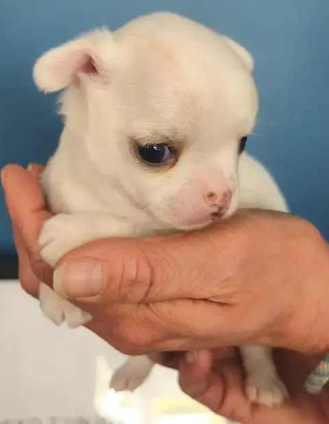 Chihuahua  Bartok De L'Eclipse Du J'Gembad photo 3