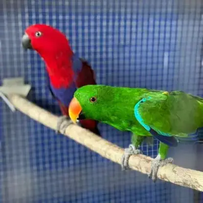 Couple Reproducteur Grand Eclectus